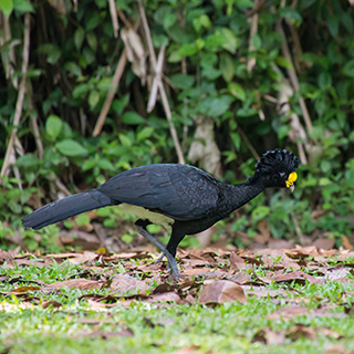 La Selva - Great curassow